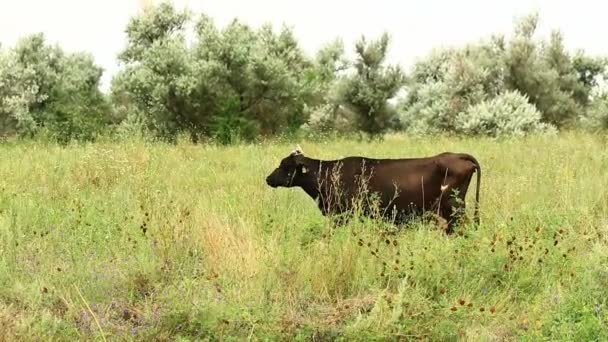 Kráva pasoucí se na letní louce za jasného slunečného dne. — Stock video