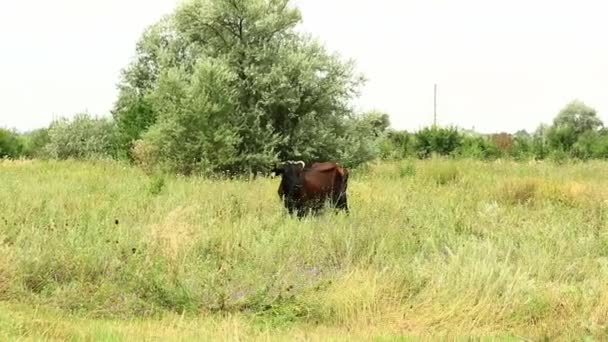 Αγελάδα βόσκηση σε ένα καλοκαιρινό λιβάδι σε μια ηλιόλουστη μέρα. — Αρχείο Βίντεο