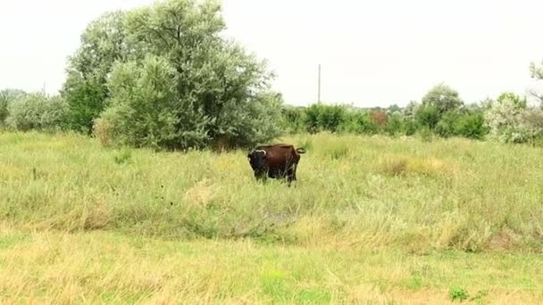 Kühe grasen an einem sonnigen Tag auf einer Sommerwiese. — Stockvideo