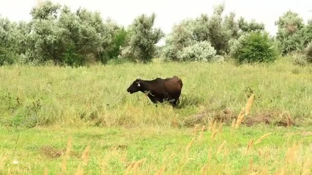 Kráva pasoucí se na letní louce za jasného slunečného dne. — Stock video