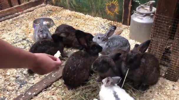 Dueños de mascotas. Alimentación de conejos domésticos en la granja. — Vídeo de stock