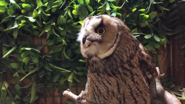 Propriétaires d'animaux. Hibou apprivoisé tiré par une fenêtre. — Video