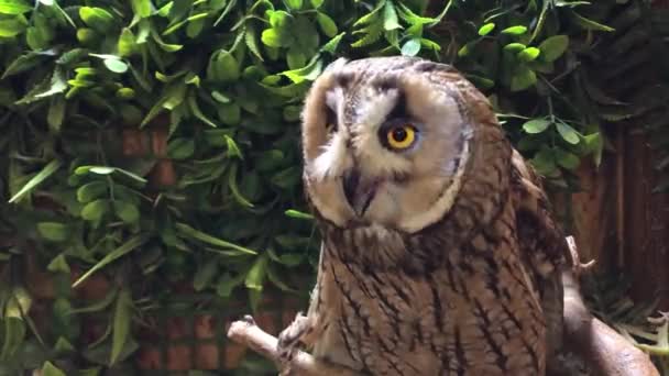 Propriétaires d'animaux. Hibou apprivoisé tiré par une fenêtre. — Video