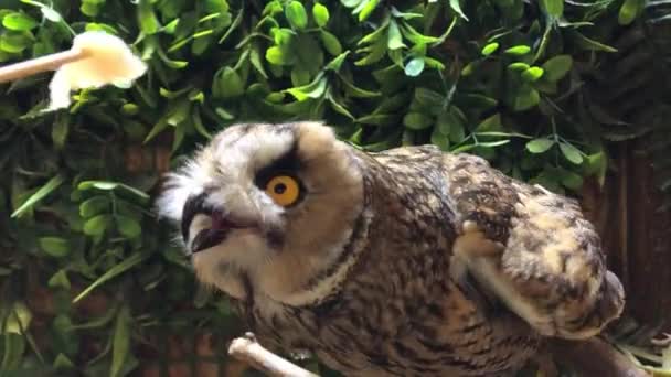 Pet owners. Tame owl shot through a window. — Stock Video