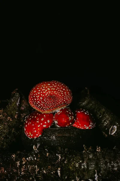 Amanita las setas en la cacerola entre los troncos con el musgo sobre el fondo oscuro sombrío. Concepto de Halloween. Ingrediente de poción de bruja —  Fotos de Stock