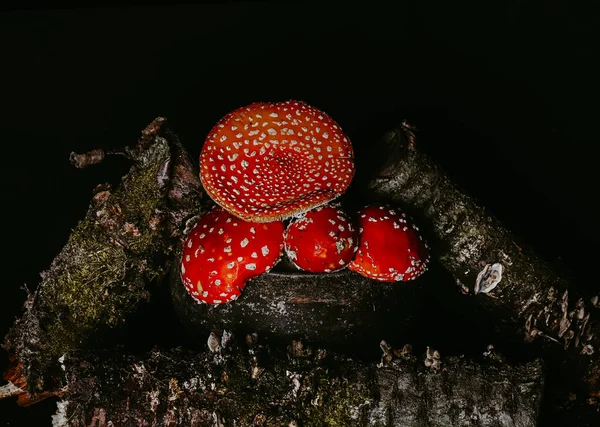 Funghi di Amanita in una pentola tra tronchi con muschio su uno sfondo cupo scuro. Concetto Halloween. Ingrediente della pozione strega — Foto Stock
