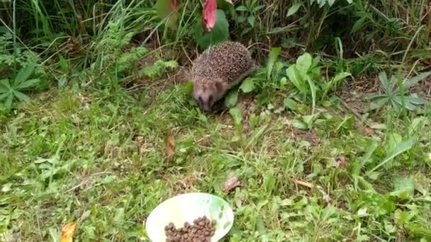 가을 정원에 있는 헤지 호그는 그릇에서 먹이로 고양이 먹이를 먹는다 — 비디오