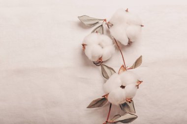 Beyaz arka planda beyaz pamuklu pamuklu çiçeklerle organik keten dalları