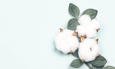 Doğal yaratıcı pastel kavramı. Yumuşak mavi arka planda pamuk çiçekleri