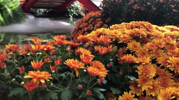 Herfst samenstelling van bloemen en planten — Stockvideo