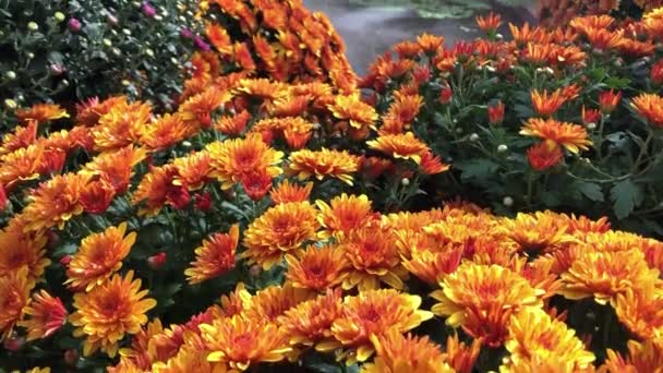 Höstens sammansättning av blommor och växter — Stockvideo