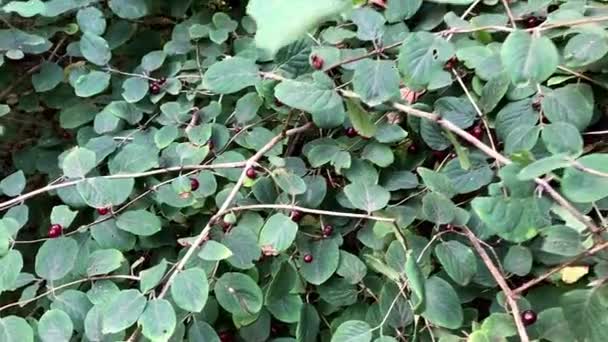 Autumn ornamental shrub with red berry — Stok Video