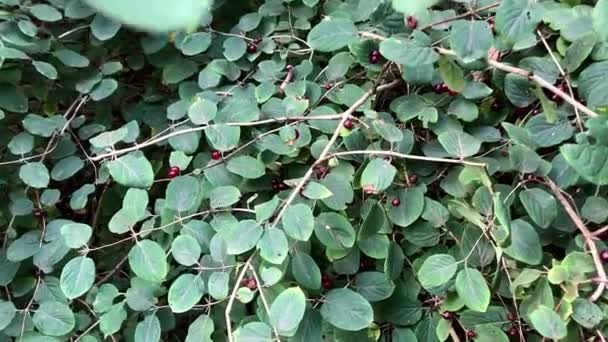 Arbusto ornamental de otoño con bayas rojas — Vídeos de Stock