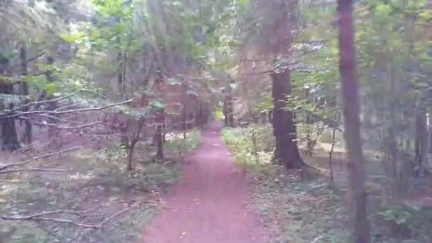 Ciclismo en un camino forestal. Movimiento rápido a través del bosque — Vídeos de Stock