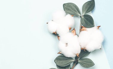 Doğal yaratıcı pastel kavramı. Yumuşak mavi arka planda pamuk çiçekleri