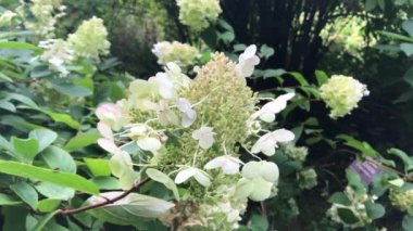 Sonbaharın sonlarında bahçede ortanca. Doğada sonbahar çiçekleri