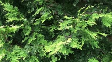 Parktaki köknar dalları. Sonbahar bahçesinde köknar ağacı