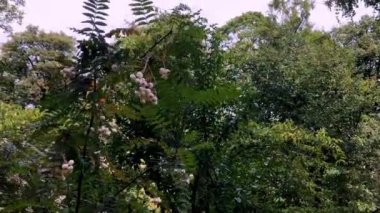 Sorbus koehneana. Güz parkı bahçesinde Beyaz Rowan. Sorbus kaşmiriana