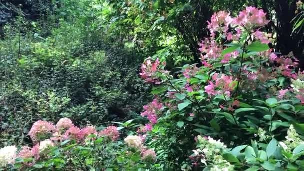 Hortensia in de late herfst in de tuin. Herfst bloemen in de natuur — Stockvideo