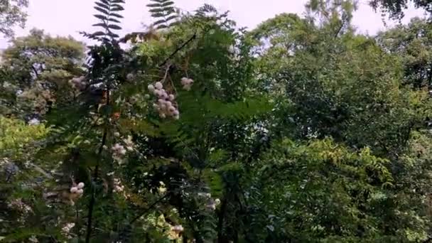 Sorbus koehneana. Bílý jeřáb v zahradě podzimního parku. Sorbus cashmiriana — Stock video