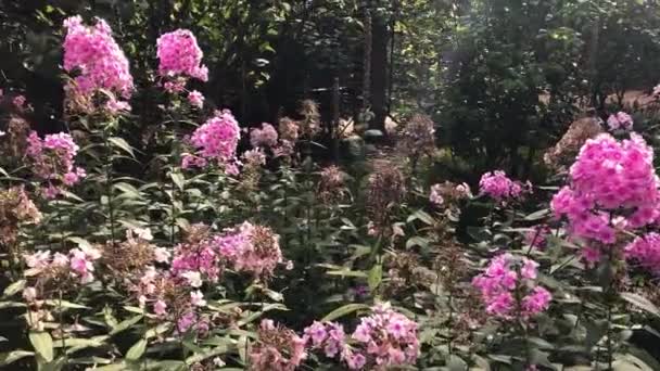 Hortensia in de late herfst in de tuin. Herfst bloemen in de natuur — Stockvideo