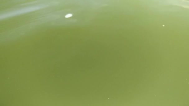 Zielona woda z rzeki. Pod koniec lata woda w rzece kwitnie glonami.. — Wideo stockowe