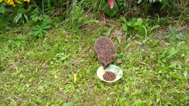 Igelkott i höstträdgården äter kattmat från en skål foder — Stockvideo