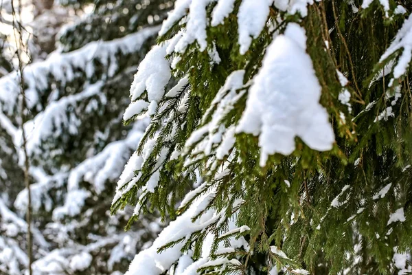 Winterlandschap met zachte selectieve focus. Fir in het besneeuwde bos. — Stockfoto