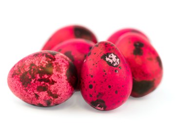 Paskalya Bıldırcın yumurta beyaz arka plan üzerinde yumuşak seçici odak izole renkli.