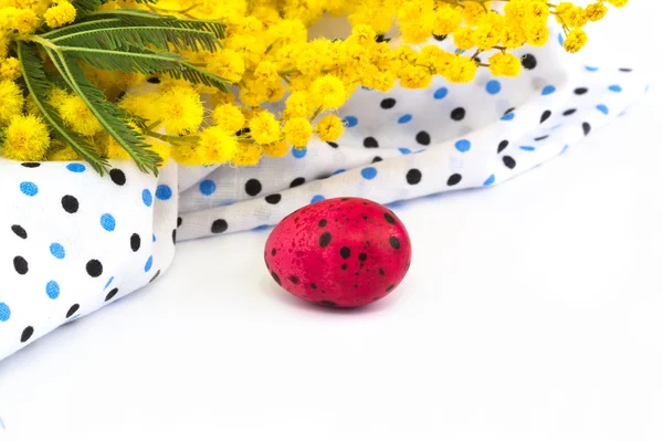 Easter quail eggs mimosa flowers on a white background soft selective focus — Stock Photo, Image