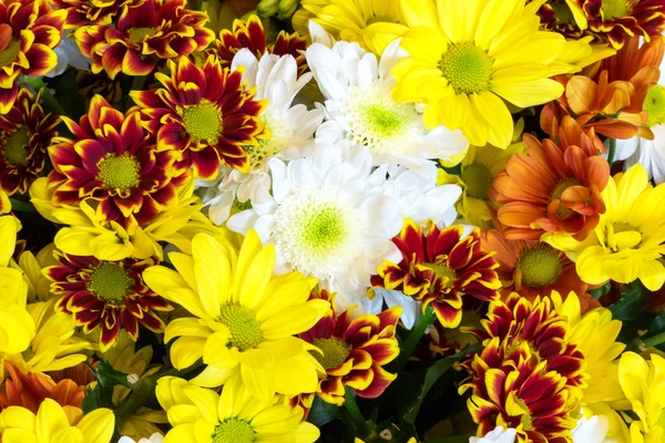 Colorful chrysanthemum flowers spring summer selective soft focus the background — Stock Photo, Image