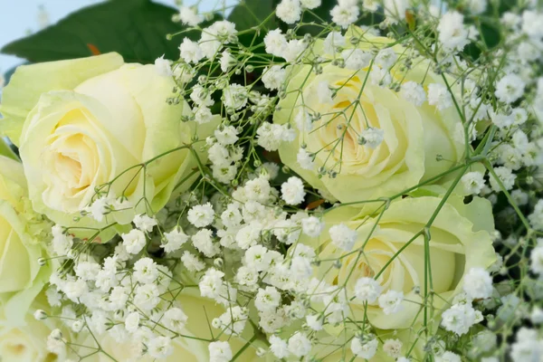 Streszczenie tło kwiatowy jest niewyraźne róże selektywne soft focus — Zdjęcie stockowe