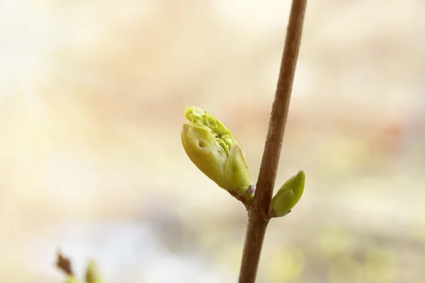 Na jaře Kvetoucí strom pupeny probuzení přírody zadní pozadí něhy selektivní soft Focus — Stock fotografie