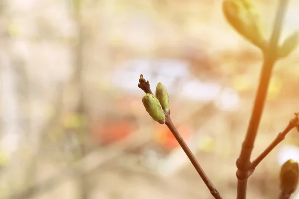 Primavera fioritura albero germogli risveglio della natura indietro sfondo tenerezza selettivo soft focus — Foto Stock
