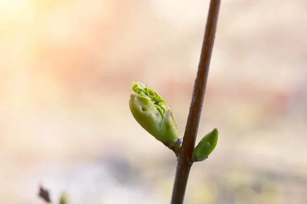 Spring blossoming tree buds awakening of nature back background tenderness selective soft focus