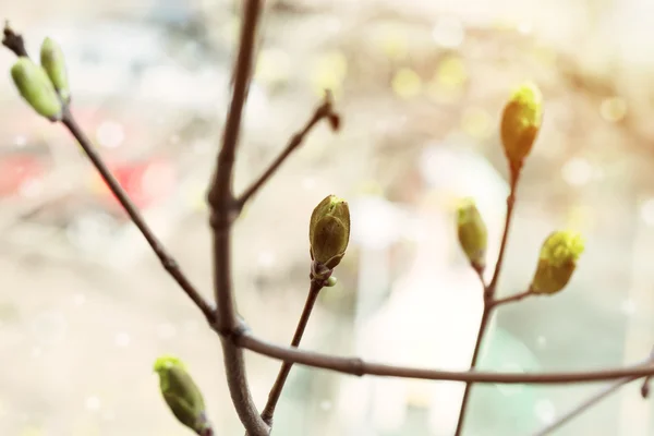 Spring blossoming tree buds awakening of nature back background tenderness selective soft focus