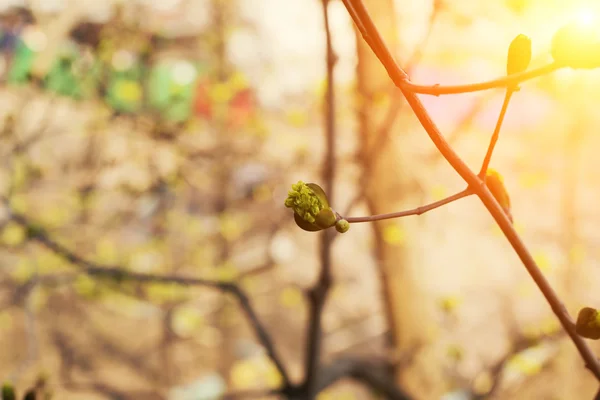 Primavera fioritura albero germogli risveglio della natura indietro sfondo tenerezza selettivo soft focus — Foto Stock