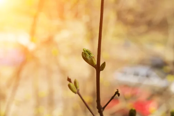 Na jaře Kvetoucí strom pupeny probuzení přírody zadní pozadí něhy selektivní soft Focus — Stock fotografie