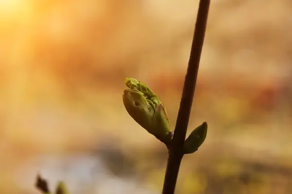 Na jaře Kvetoucí strom pupeny probuzení přírody zadní pozadí něhy selektivní soft Focus — Stock fotografie