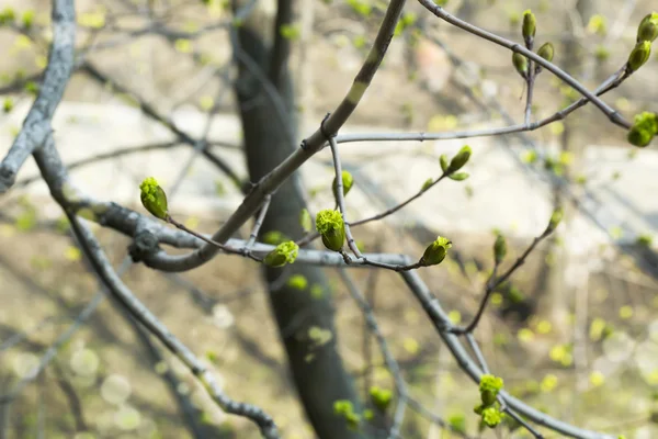 Voorjaar bloeiende boom toppen ontwaken van de natuur terug achtergrond tederheid selectieve soft focus Sea... — Stockfoto