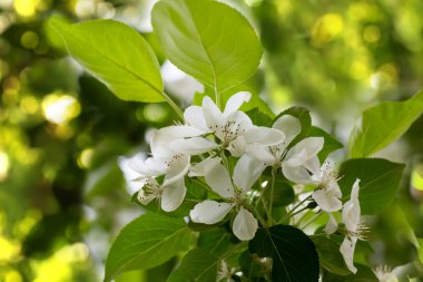çiçek açması elma ağacı dalı seçici odak yumuşak bulanıklık tonda fotoğraf bahar çiçek