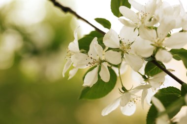 çiçek açması elma ağacı dalı seçici odak yumuşak bulanıklık tonda fotoğraf bahar çiçek