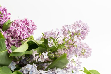 çiçek leylak ağacı dalı seçici odak yumuşak tonda fotoğraf bahar çiçek bulanıklık