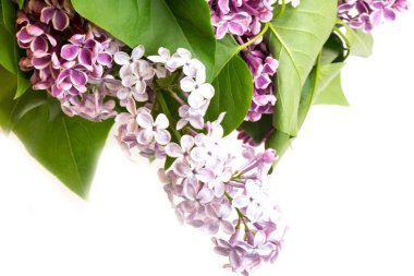 çiçek leylak ağacı dalı seçici odak yumuşak tonda fotoğraf bahar çiçek bulanıklık