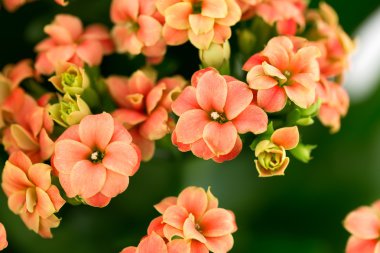 Aranjmani çiçek hediye kartı retro eski seçici yumuşak odak arka plan