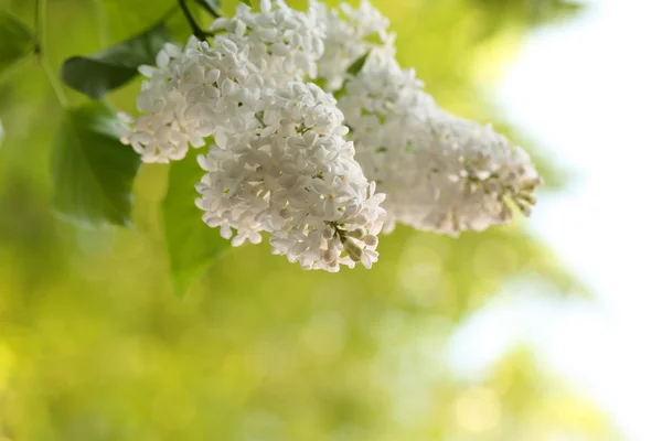 Florescendo lilás árvore ramo foco seletivo suave borrão tonificado foto primavera flor — Fotografia de Stock