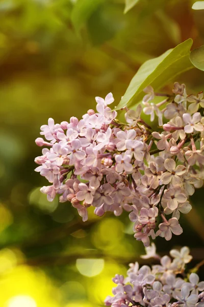 Blooming lilac tree branch selective focus soft blur toned photo spring flower — Stock Photo, Image