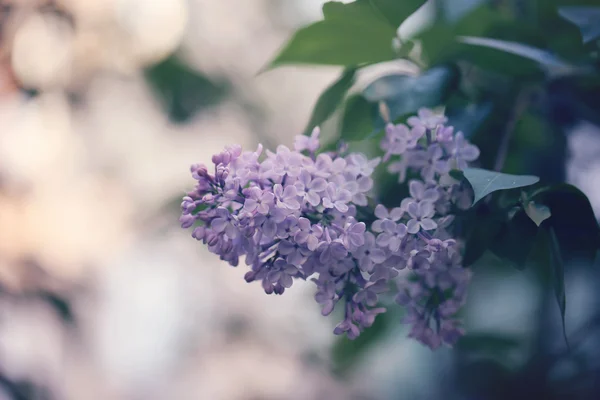 Blooming lilac tree branch selective focus soft blur toned photo spring flower — Stock Photo, Image