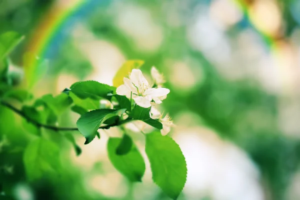 Blossoming apple tree branch selective focus soft blur toned photo spring flower — Stock Photo, Image