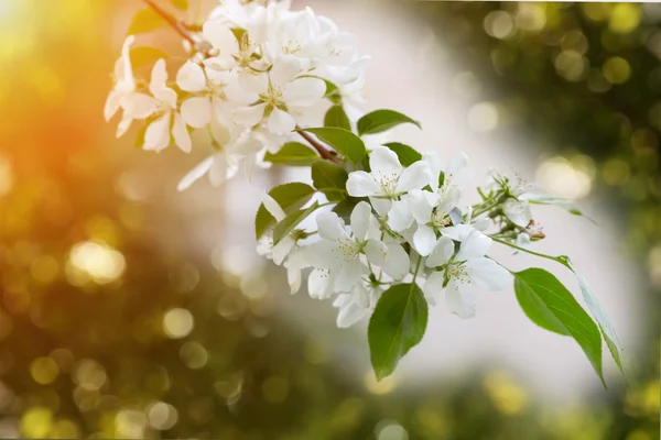 Floraison pommier branche sélectif focus doux flou tonique photo printemps fleur — Photo